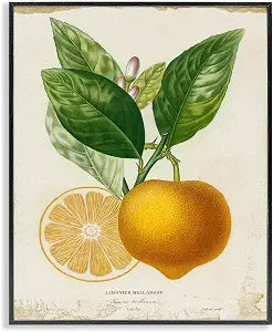 Stupell Industries 'Vibrant French Lemon Illustration'| Framed Giclee Art