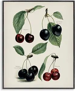 Cherry Still Life Botanical Studies, 16 x 20 Inch Framed Gicle Print