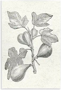 Vintage Fig Plant Study Drawing, 13 x 19 Inch Mounted Print on Wall Plaque