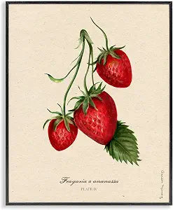 Strawberry Fruit Portrait Still Life, 11 x 14 Inch Framed Gicle Print