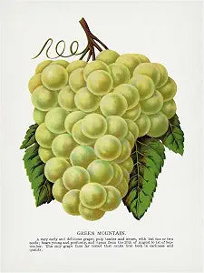 Trademark Fine Art Canvas Wall Art - Botanical Specimen Rochester 'Green Mountain Grape Lithograph' Wall Art for Living Room, Bedroom, or Office Dcor