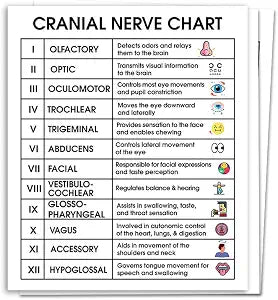 (3pcs) Cranial Nerve Chart Sticker - Medical Anatomy Study Guide - Educational Reference For Nursing Students - Neurology Cheat Sheet For Doctors - Decal For Laptops - Notebooks - Medical Office Decor