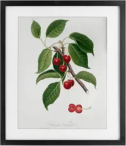 Cherry Plant Botanical Study Print, 13 x 16 Inch Framed Print Under Glass