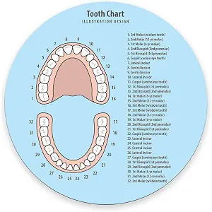 Round Mouse Pad,Tooth Chart Mouse pad,Custom Small Mouse Pads with Designs,Portable Office Non-Slip Rubber Base Wireless Mouse Pad for Laptop 7.97.90.12 inches