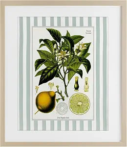 Vintage Lemon Plant Botanical, 13 x 16 Inch Framed Print Under Glass