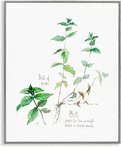 Mint Sprigs Herb Garden Watercolor, 16 x 20 Inch Framed Gicle Print