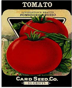 Stupell Industries Vintage Garden Tomato, 16 x 20 Inch Canvas Wall Art