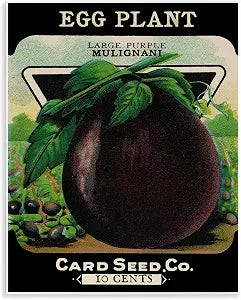 Vintage Garden Eggplant, 11 x 14 Inch Mounted Print on Wall Plaque