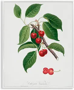 Cherry Plant Vintage Botanical Study, 11 x 14 Inch Framed Gicle Print