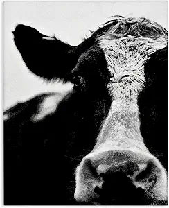 'Cow Face Portrait'| Canvas Art