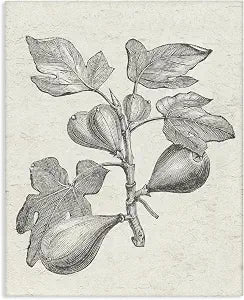 Vintage Fig Plant Study Drawing, 24 x 30 Inch Canvas Wall Art