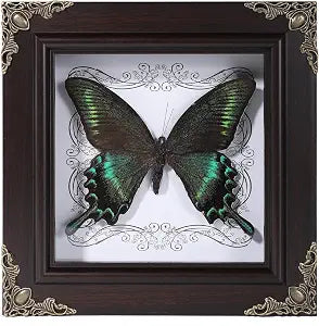 Real Butterfly Framed Home Decor,Taxidermy Shadow Box for Goth Dark Academia Wall Art Decor,Gothic Furniture Gifts for Victorian Whimsigoth Fantasy Moody Witchy Room Bedroom Decor