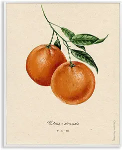 Vintage Citrus Fruit Portrait, 11 x 14 Inch Framed Gicle Print