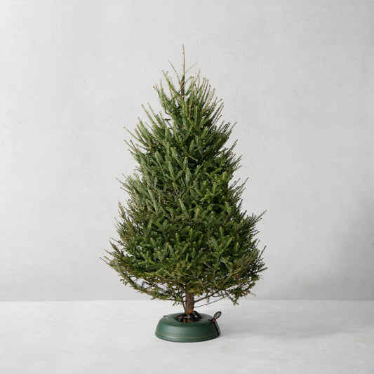 Balsam Fir Fresh Tree,7-8' Fresh Christmas Tree,