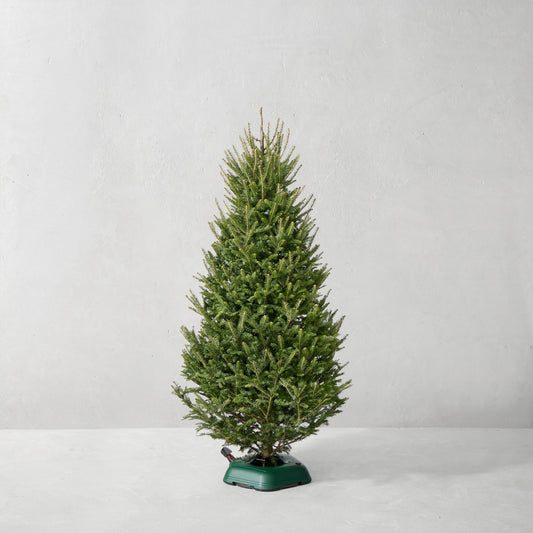 Balsam Fir Fresh Tree,6-7' Fresh Christmas Tree,