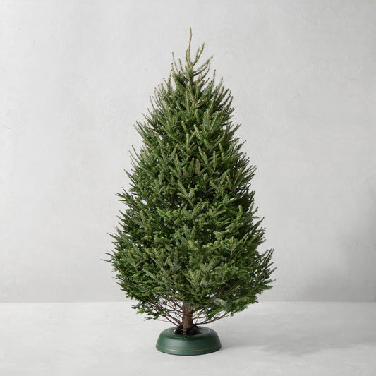 Balsam Fir Fresh Tree,8-9' Fresh Christmas Tree,