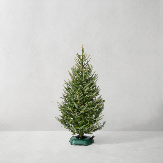 Fraser Fir Snowfresh Fresh Tree,5-6' Fresh Christmas Tree,