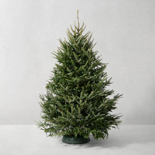 Fraser Fir Snowfresh Fresh Tree,7-8' Fresh Christmas Tree,