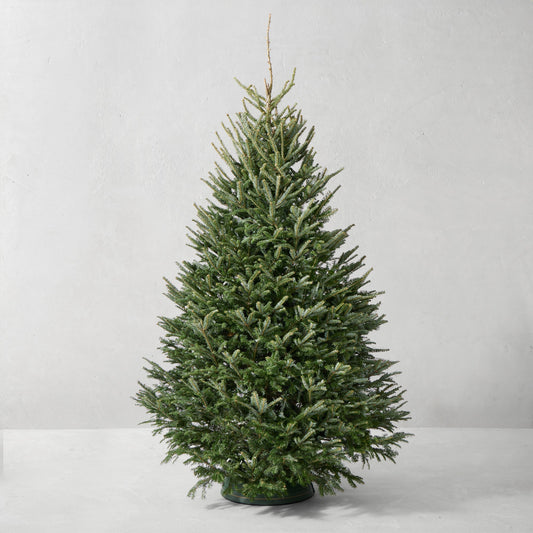 Fraser Fir Snowfresh Fresh Tree,8-9' Fresh Christmas Tree,